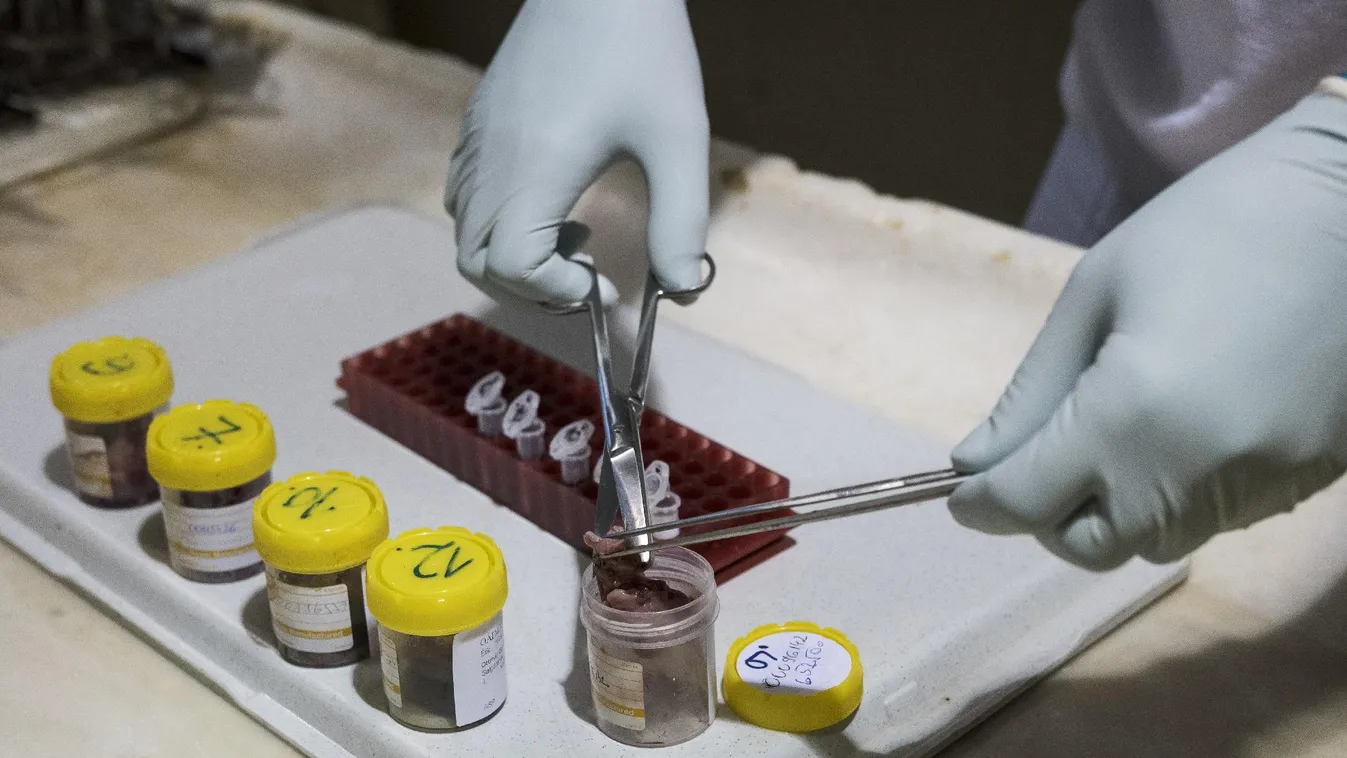 11 milliárdos kárt okozhat, és egyhamar még nem lesz rá gyógymód