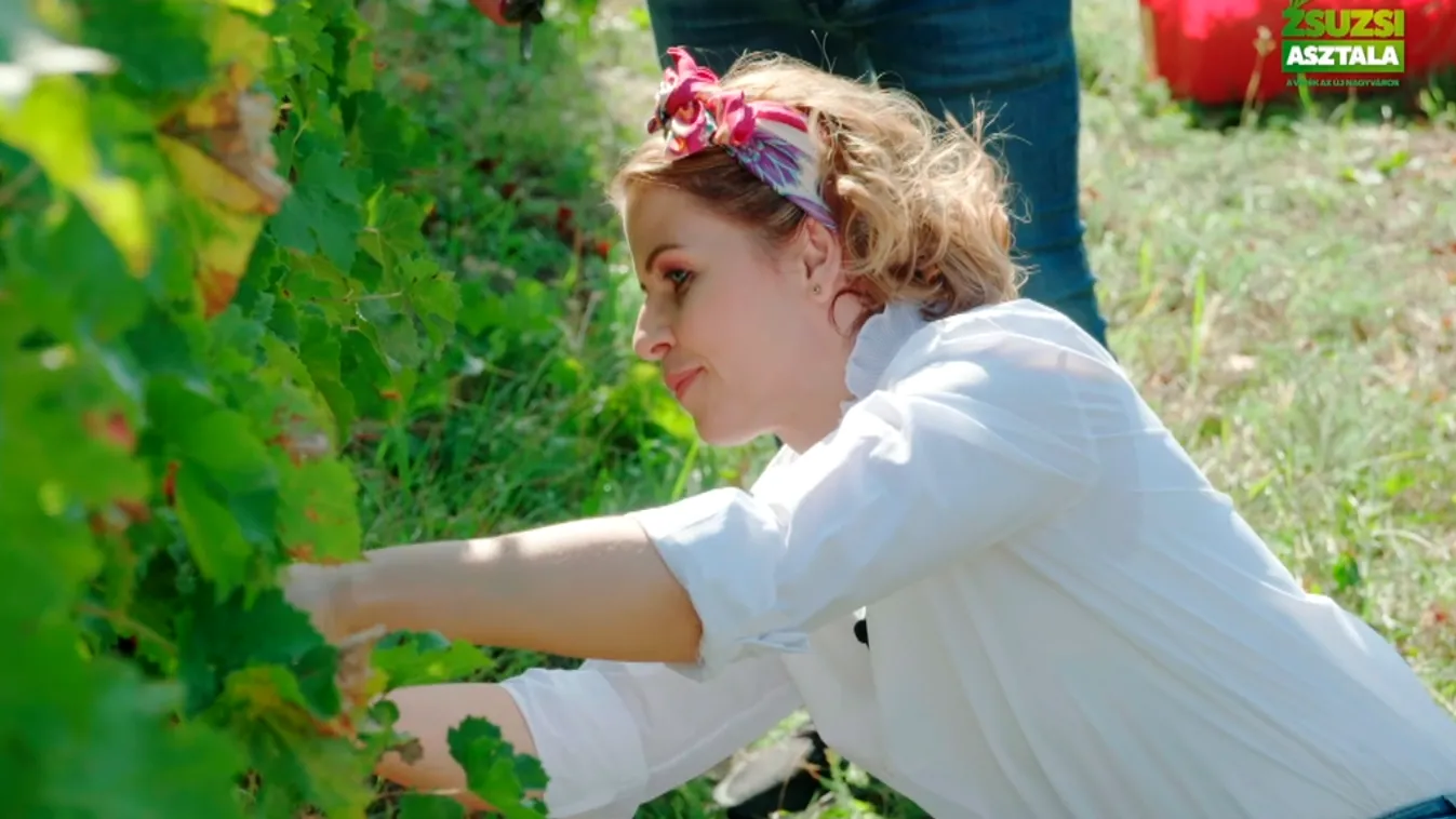 Zsuzsi asztala: szüret Villányban