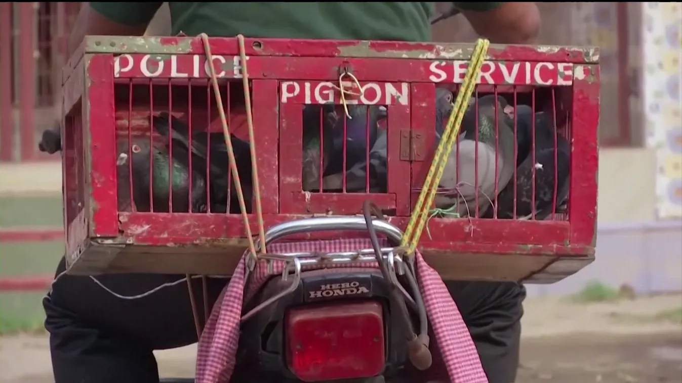 Radar - Állatok a nagyvilágban