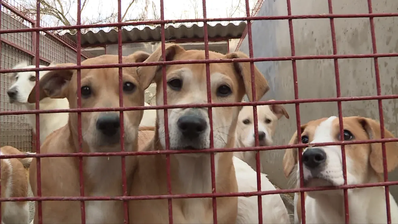 141 millió forinttal segíti a kormány az állatvédő szervezeteket