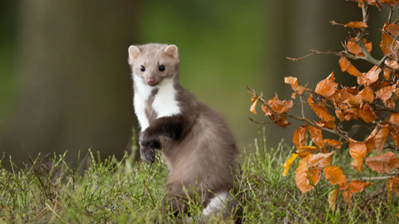Nyestekkel akarják távol tartani a szürkemókusokat a Skót-felföldtől
