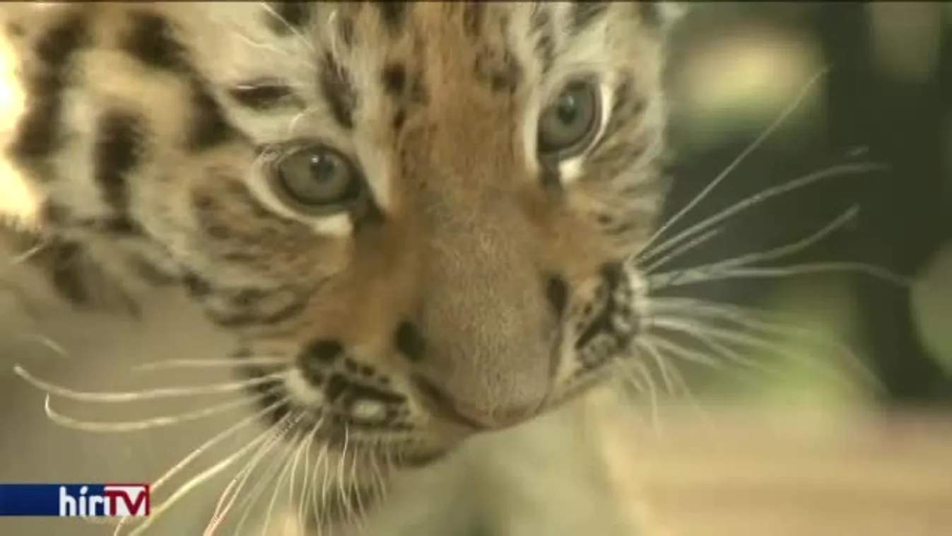 Bemutatták a debreceni kistigriseket