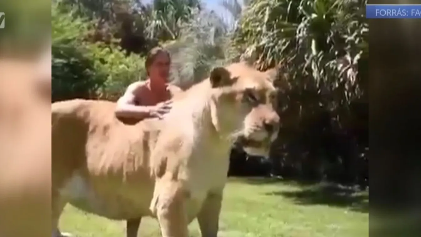 Óriási tigris-oroszlán hibridek a tápláléklánc csúcsán