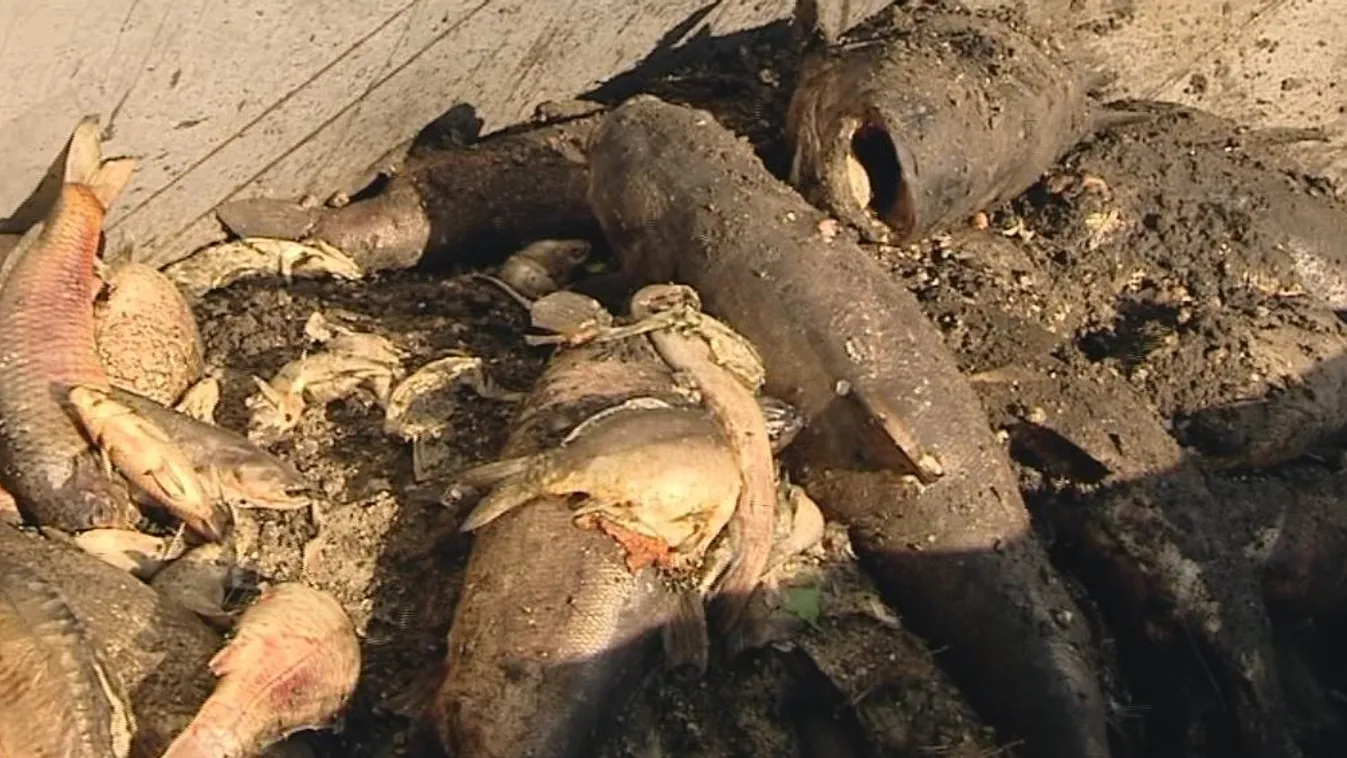 Megfulladhattak a halak egy pilisvörösvári tóban