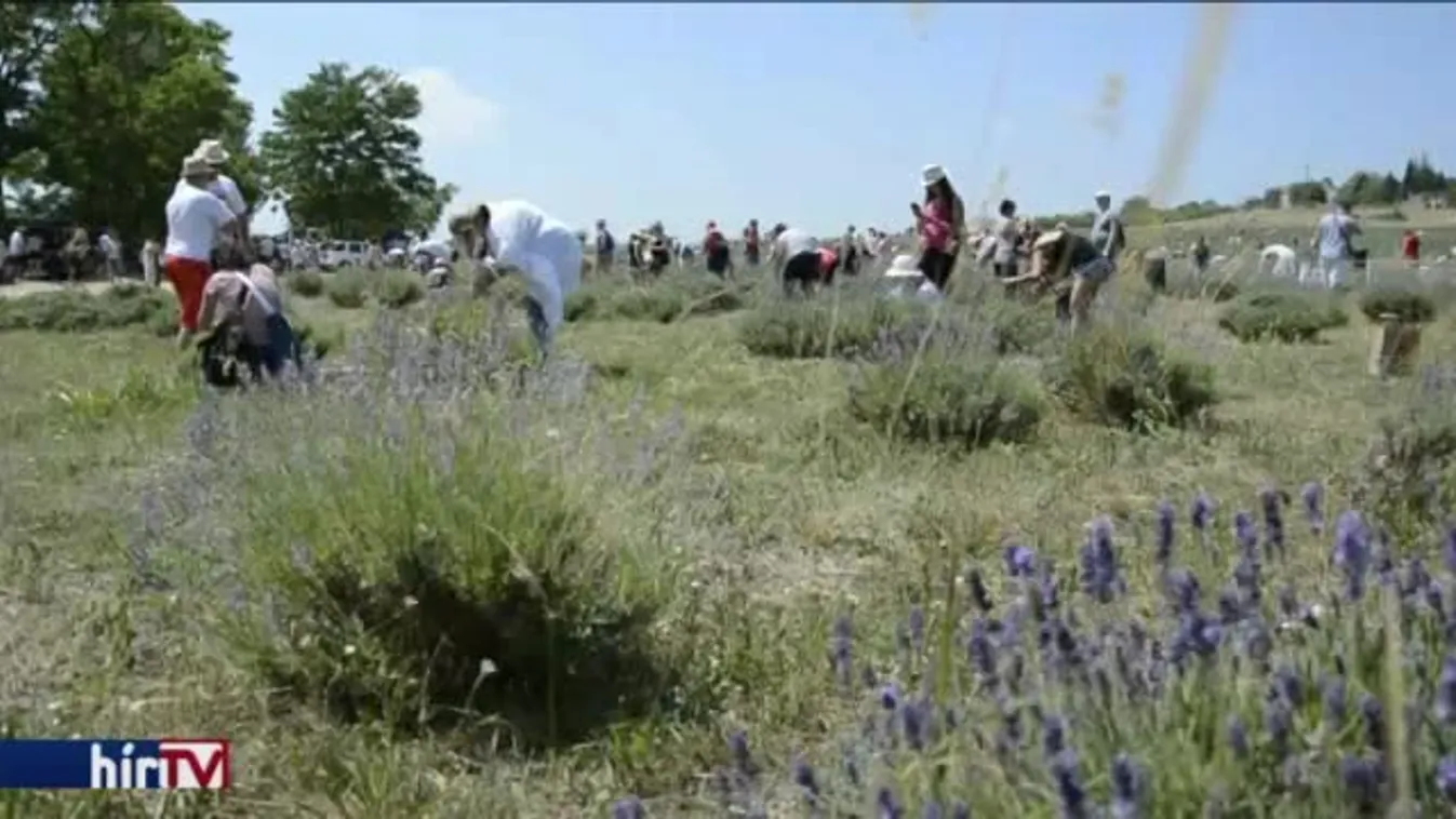 Több ezer embert mozgatott meg a levendula