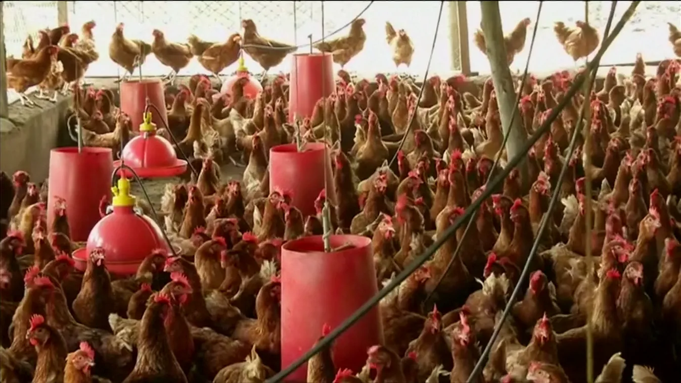 Csehország után Szlovéniában is megjelent a madárinfluenza