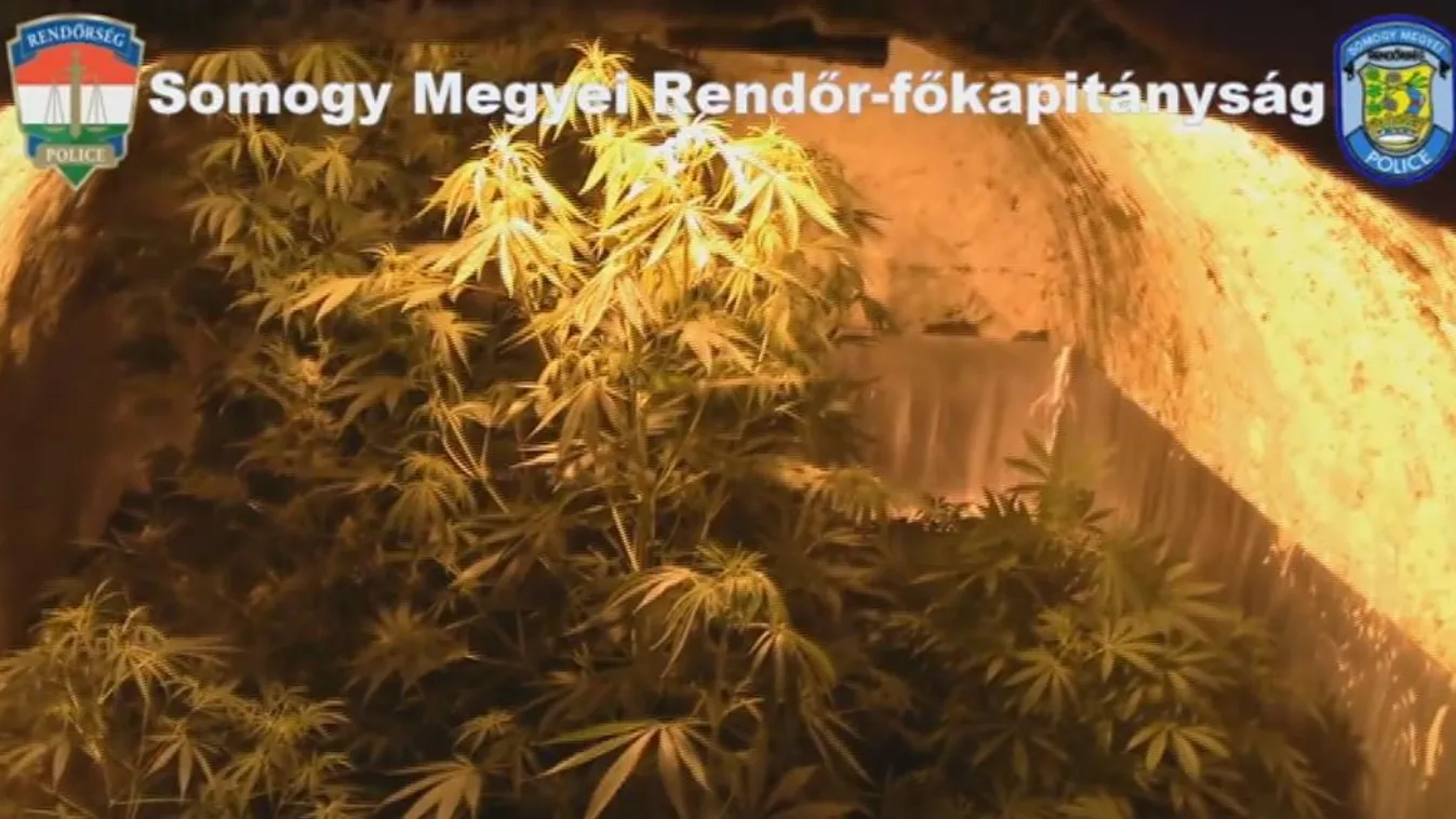 Cannabistermesztőket fogott el a rendőrség Böhönyén