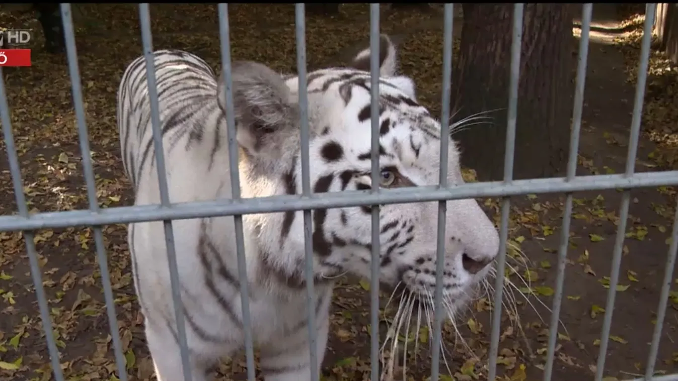 Radar – Október 4-e az állatok világnapja