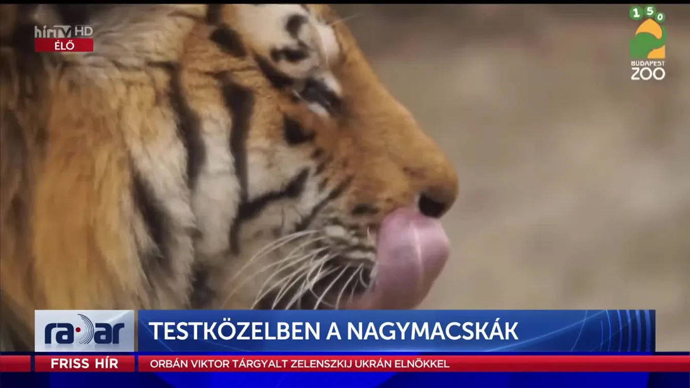 Radar - Testközelben a nagymacskák