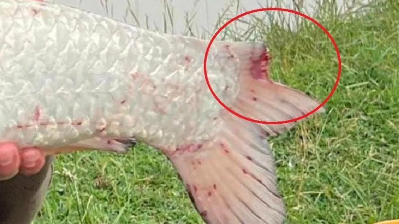 Halcsonkítás miatt drasztikus szigorításokat vezet be az egyik bojlis tó