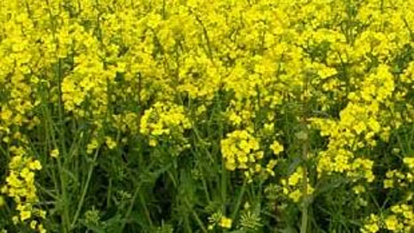 Rekordrepce – Soroló