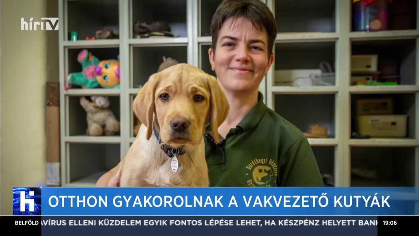 Otthon gyakorolnak a vakvezető kutyák