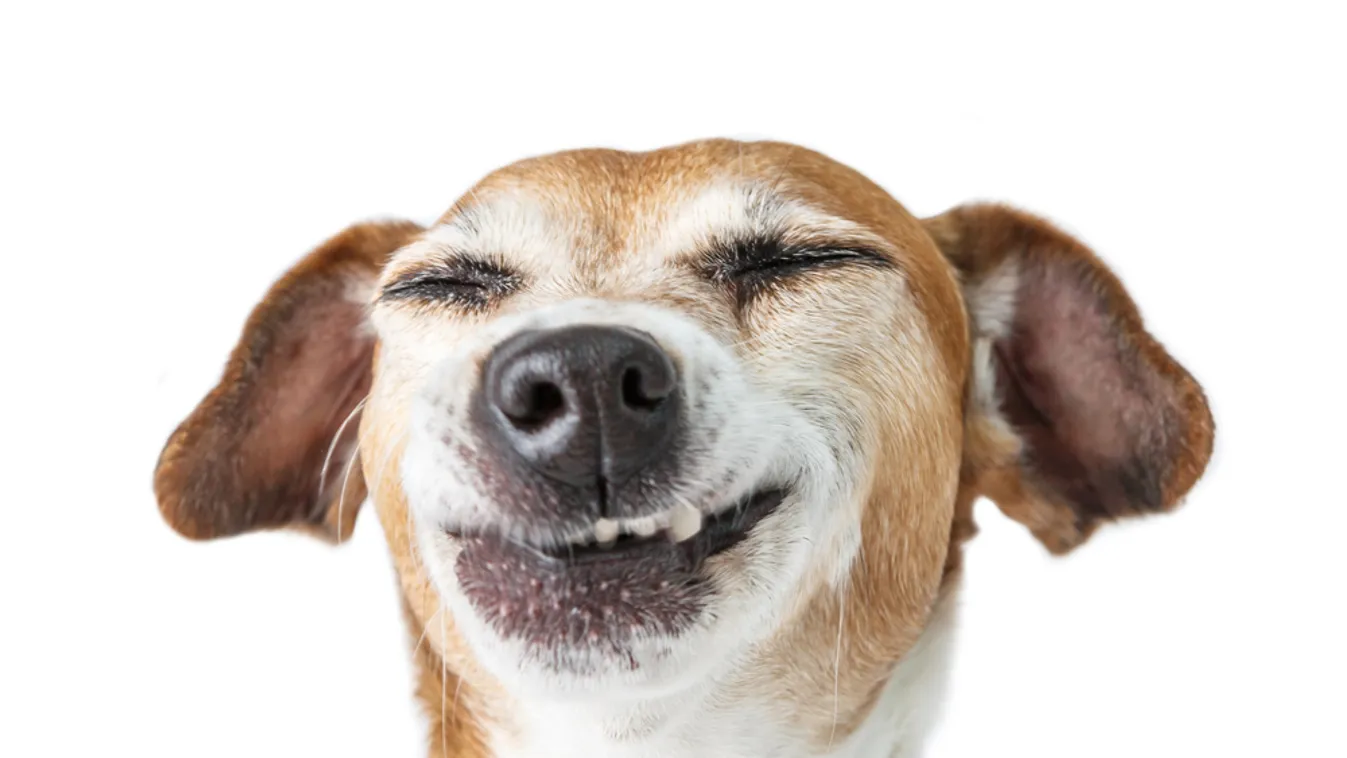 Szalmonellás kutyaeledelt hívott vissza a hatóság