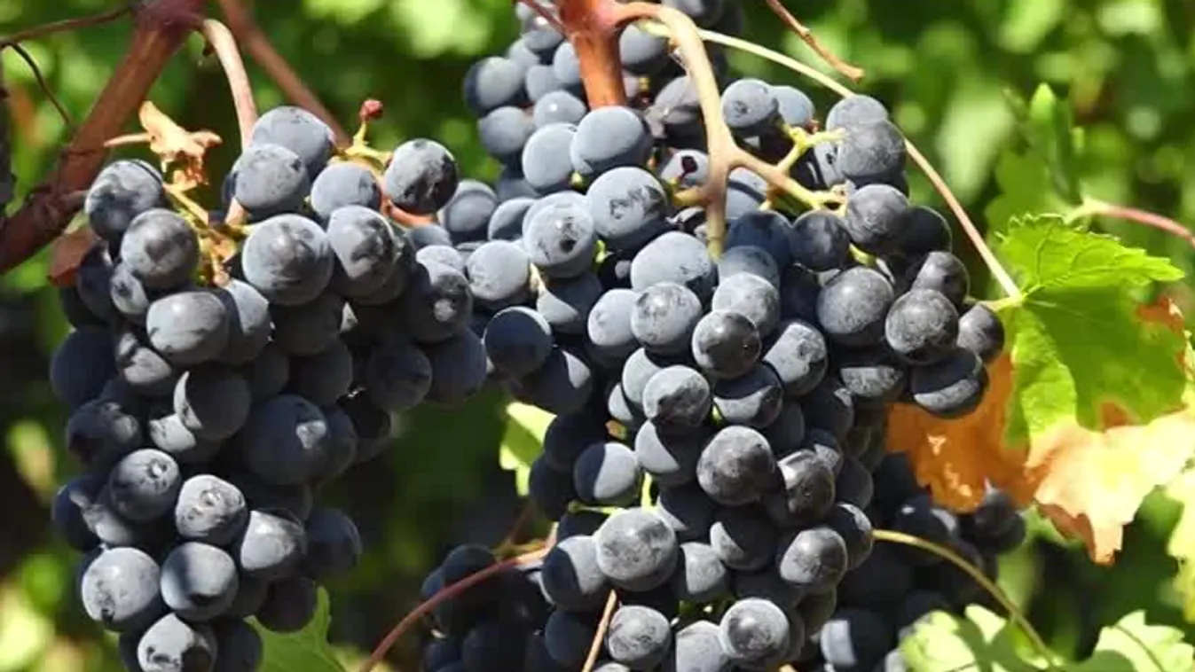 A gombabetegségek a villányi borvidéket sem kerülték el