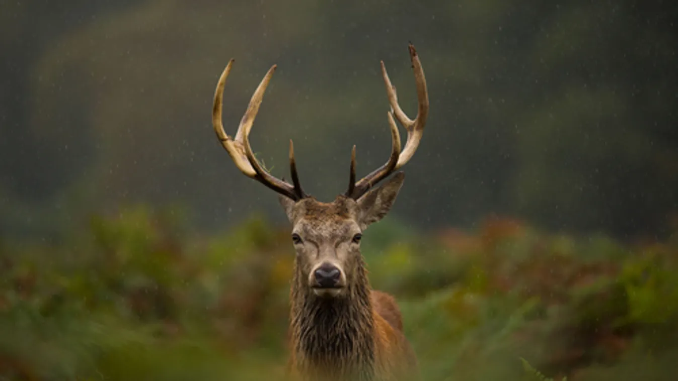 A vadgazdálkodás eredményeit is visszaveti a járvány