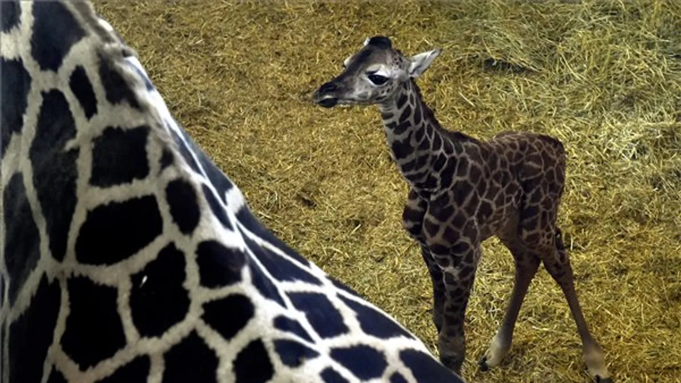 A kis Sauda már össze is szokott a csapattal