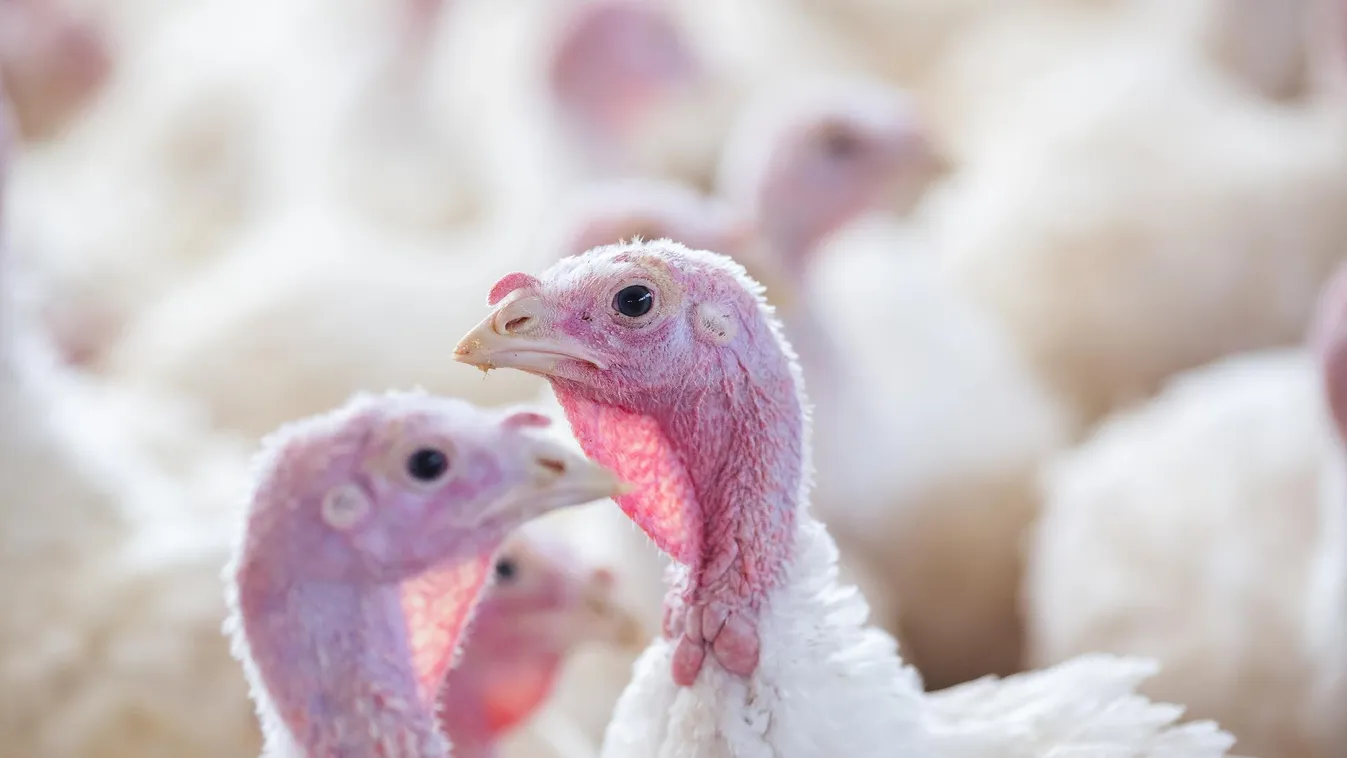 Újabb vármegyében jelent meg a madárinfluenza