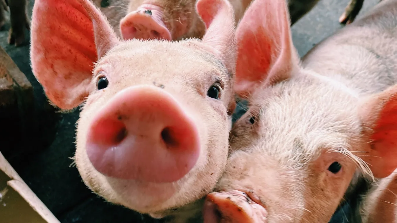 Fél év nyugalom után újra támad a kór: veszélyben a magyar sertésállomány?