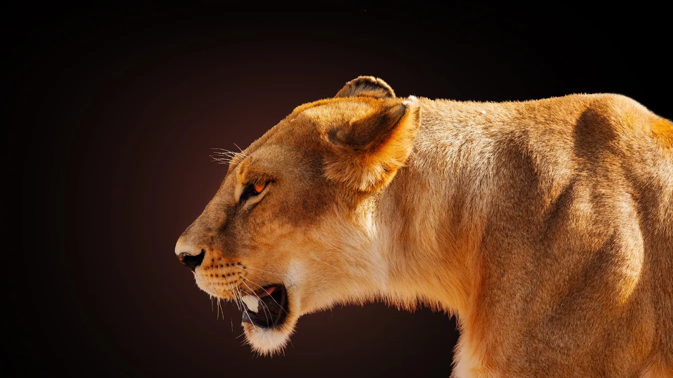 Oroszlántámadást élt túl egy gyermek Thaiföldön