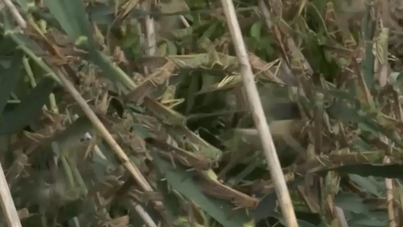 Radar – Rovarinvázió + videó