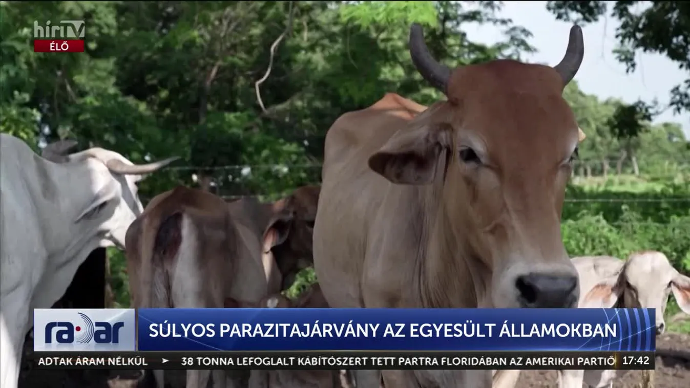 Radar - Súlyos parazitajárvány az Egyesült Államokban + videó