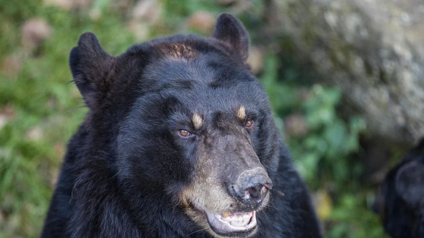 Katonák segítenek a medvék elleni küzdelemben Japánba