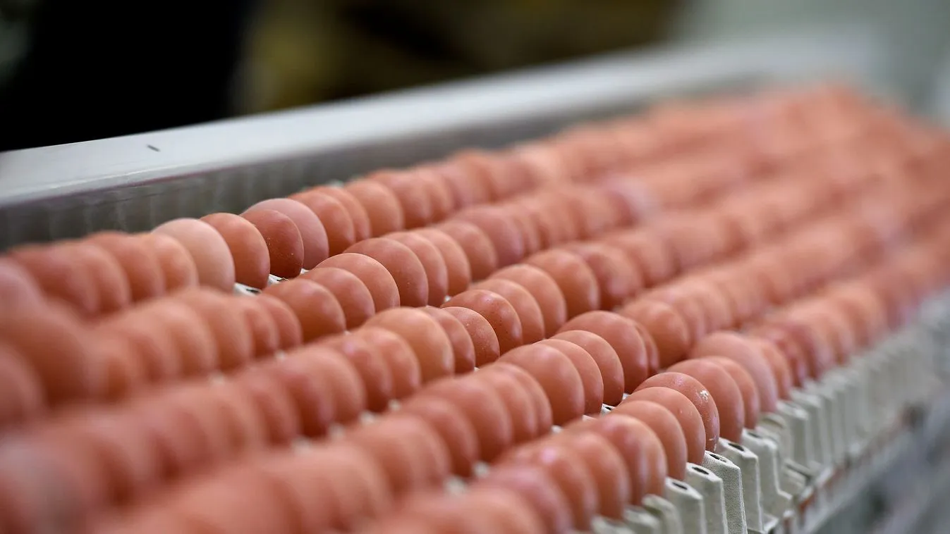 Tojásőrület söpör végig a világon