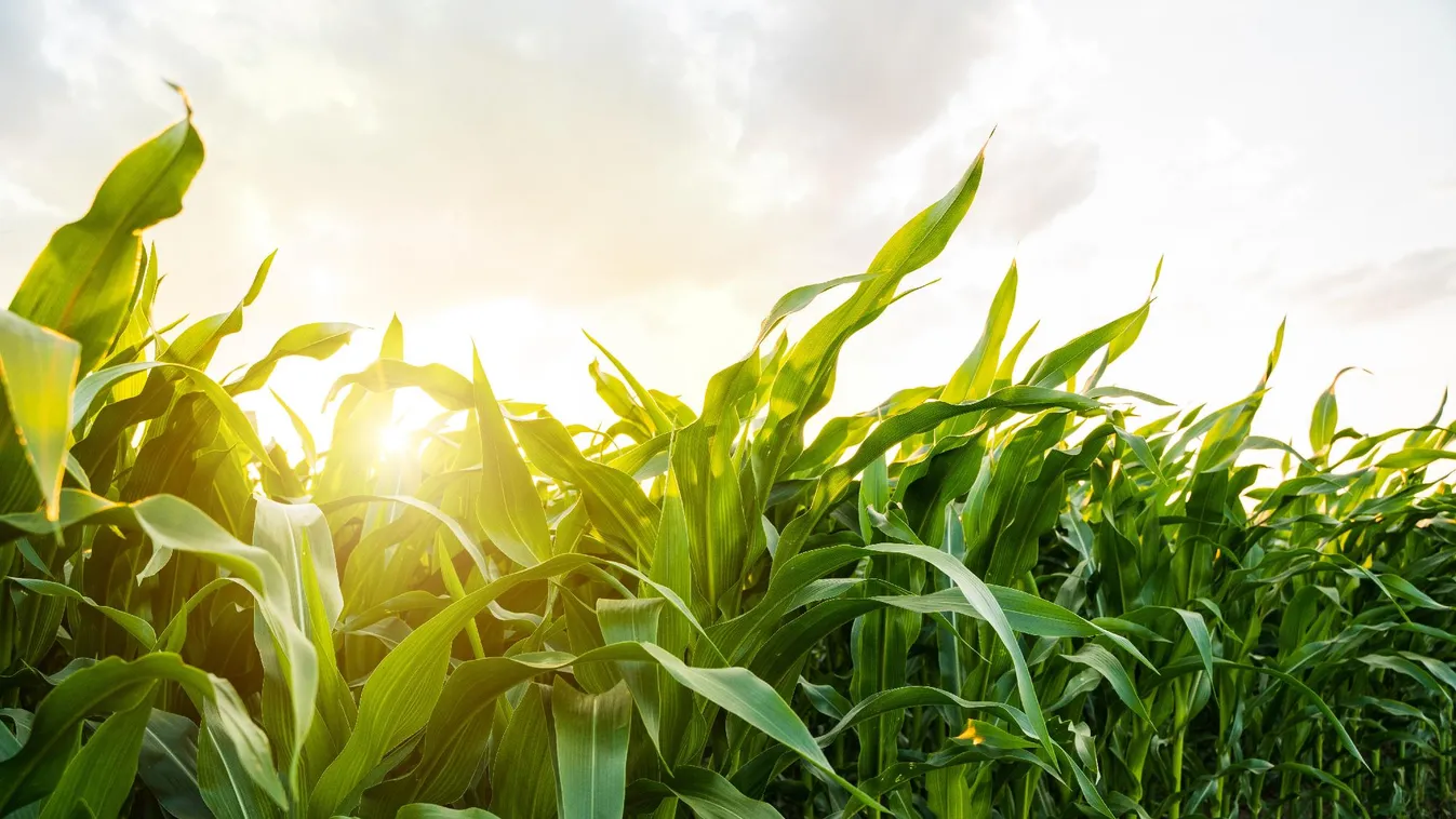 Csemegekukoricából a tavalyi termésmennyiség valószínűsíthető