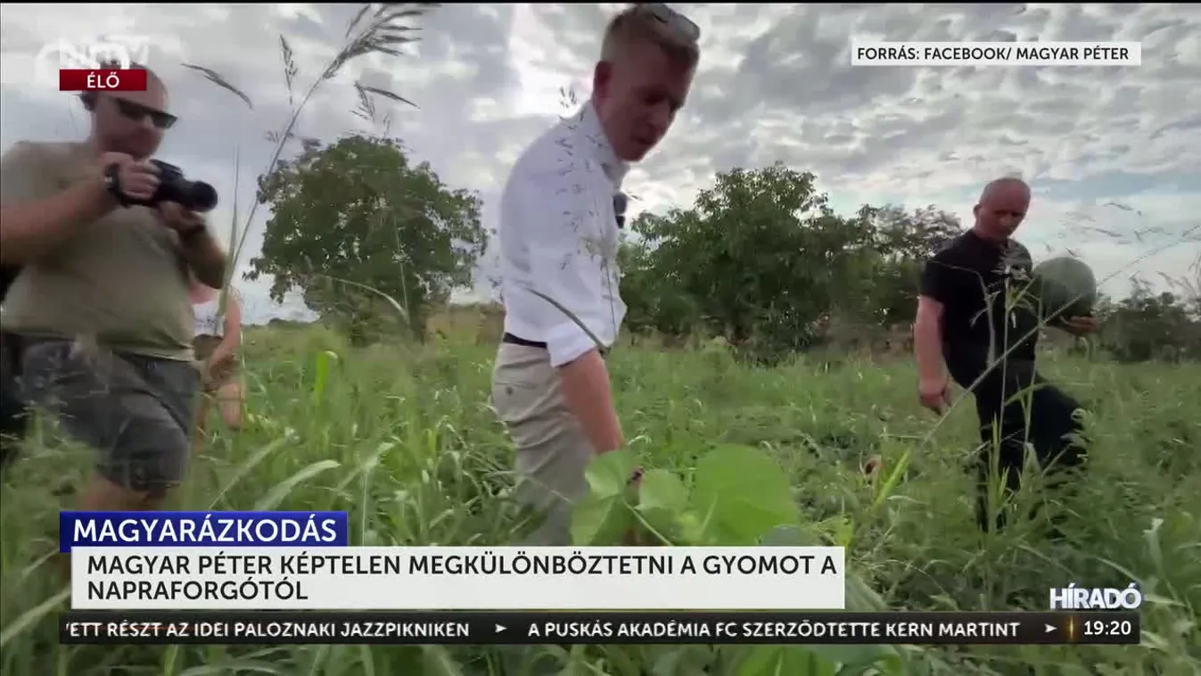 Magyar Péter nem tud megkülönböztetni két növényt egymástól + videó