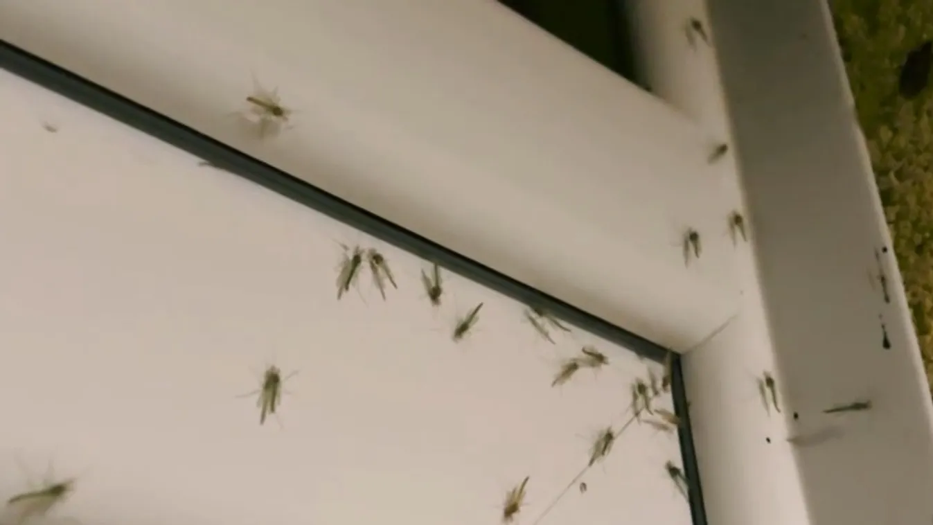 Radar – 30 éve nem tapasztalt mértékű árvaszúnyog rajzás tapasztalható  + videó