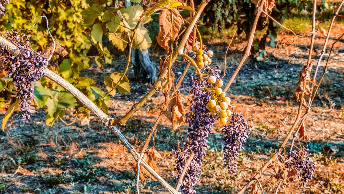 Továbbra is terjed a pusztító kór – az agrárminiszter üzent a szőlősgazdáknak