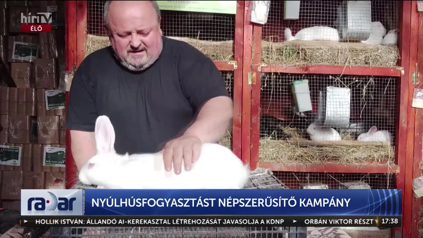 Világelső a nyúlban: Magyarország a második legnagyobb exportőr + videó