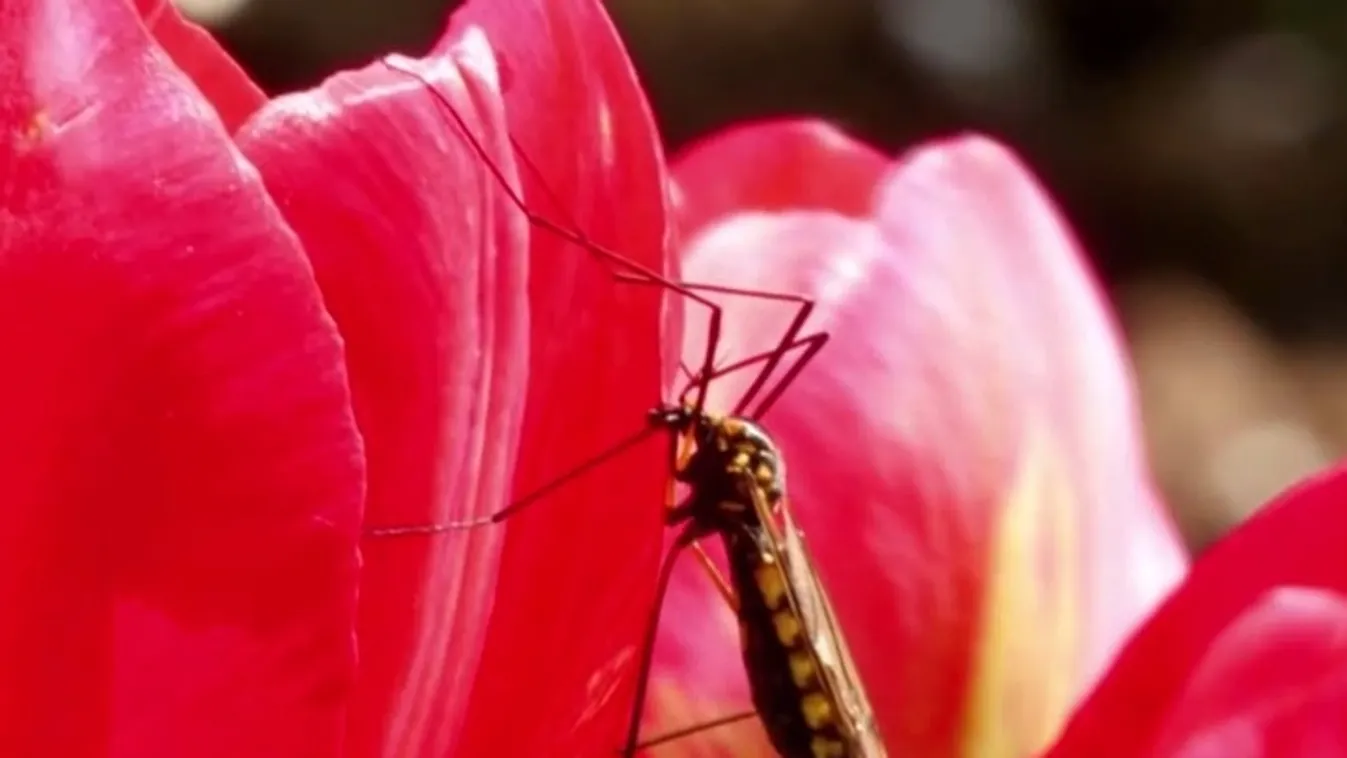 Radar – Veszélyes vírusok a vérszívóktól + videó