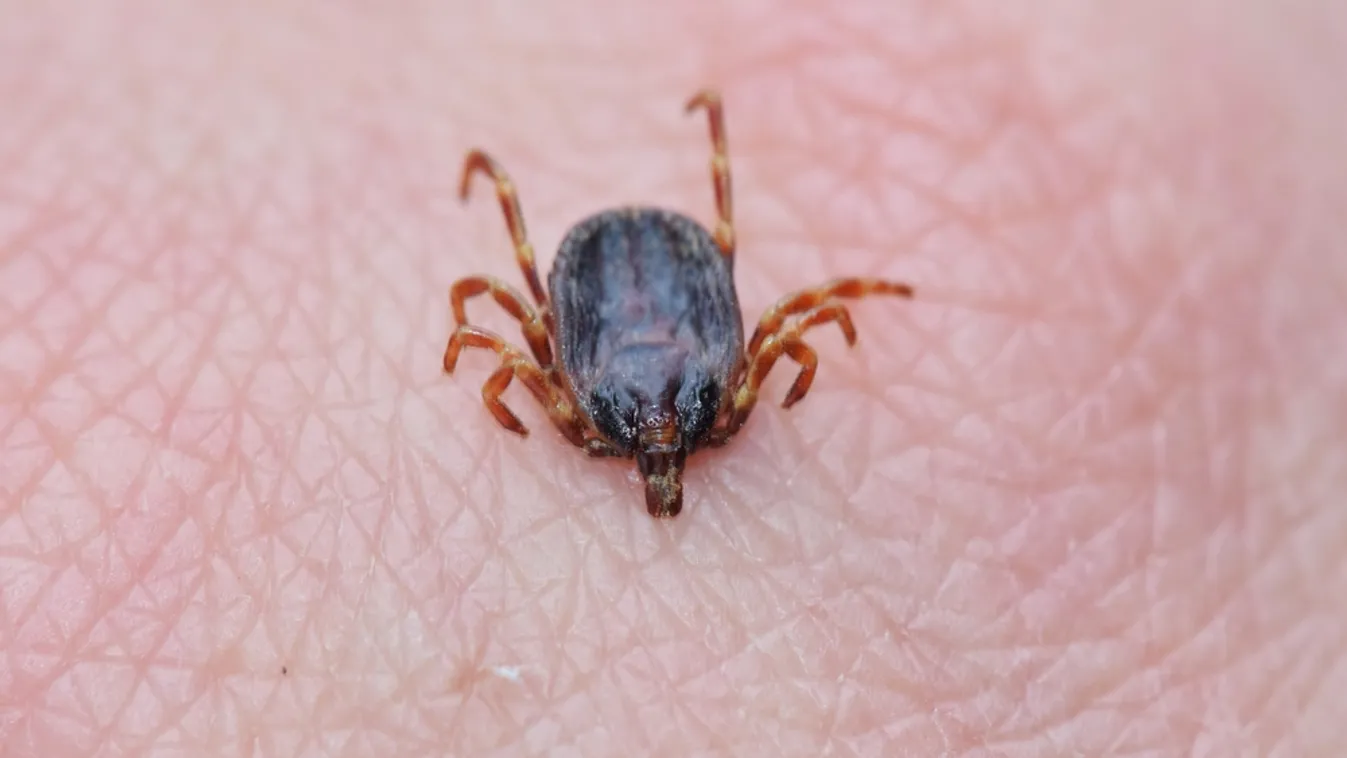 Radar – Lyme-kór: a vörös szőnyegtől a vidéki kertekig  + videó