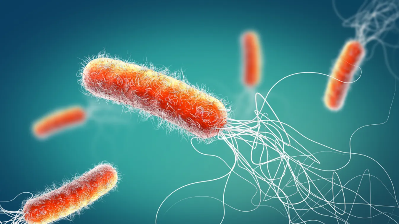 A NNGYK közleményt adott ki a székesfehérvári vízhálózatban lévő baktériumokról