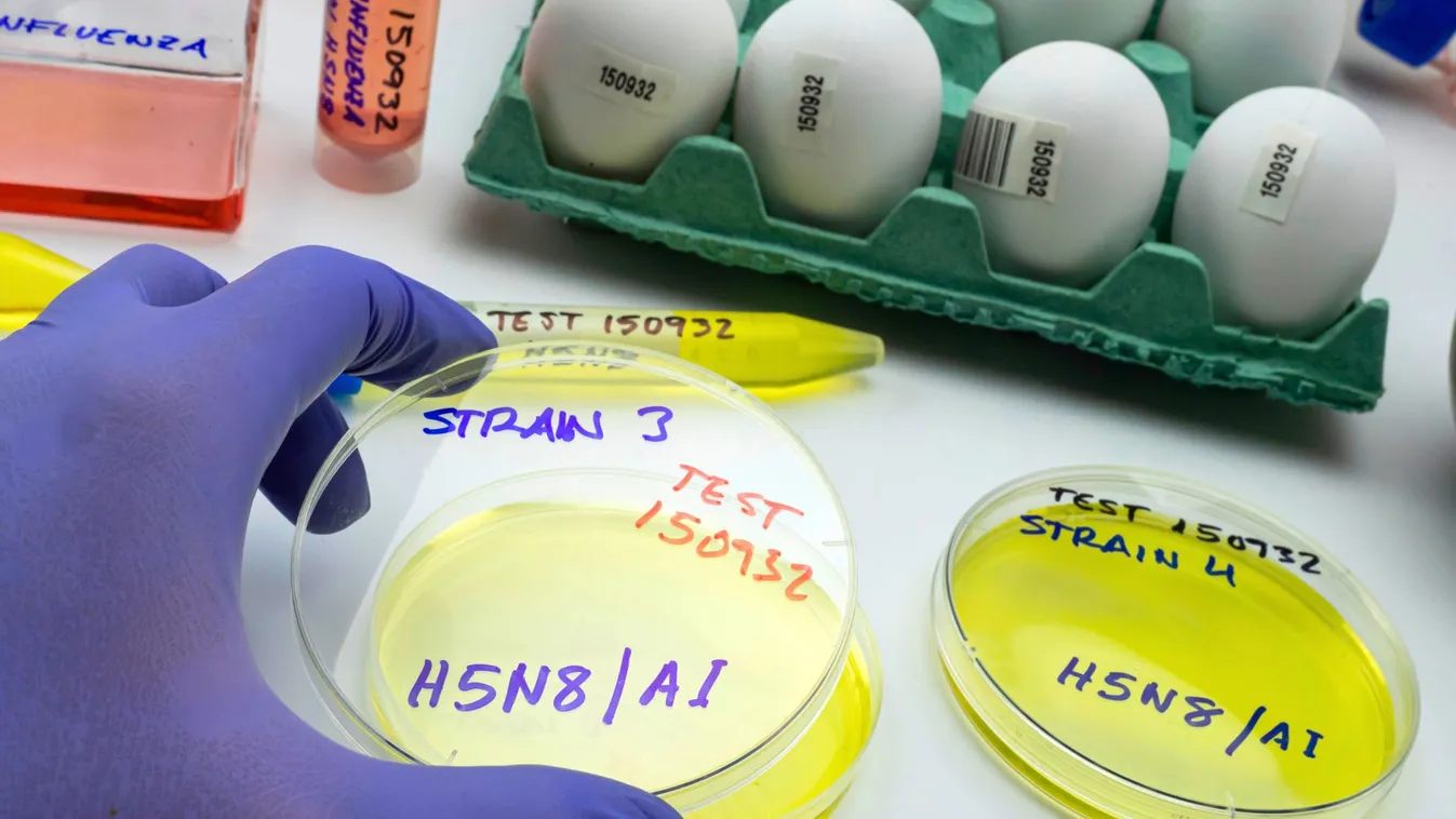 Vörös riasztás Csongrád-Csanádban: a legveszélyesebb madárinfluenza-törzs csapott le + videó