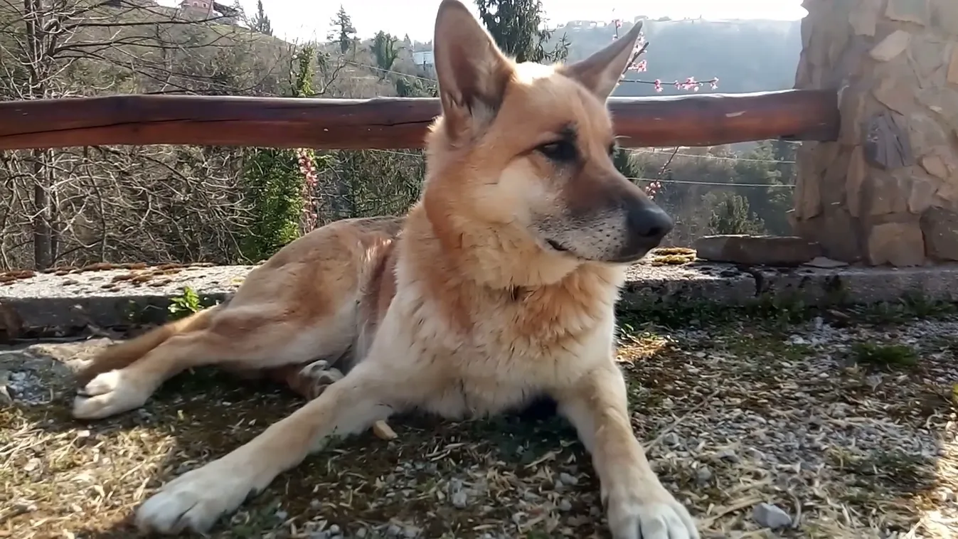 A láthatatlan sebek – Amikor az állat nem vérzik, hanem csendben szenved + videó