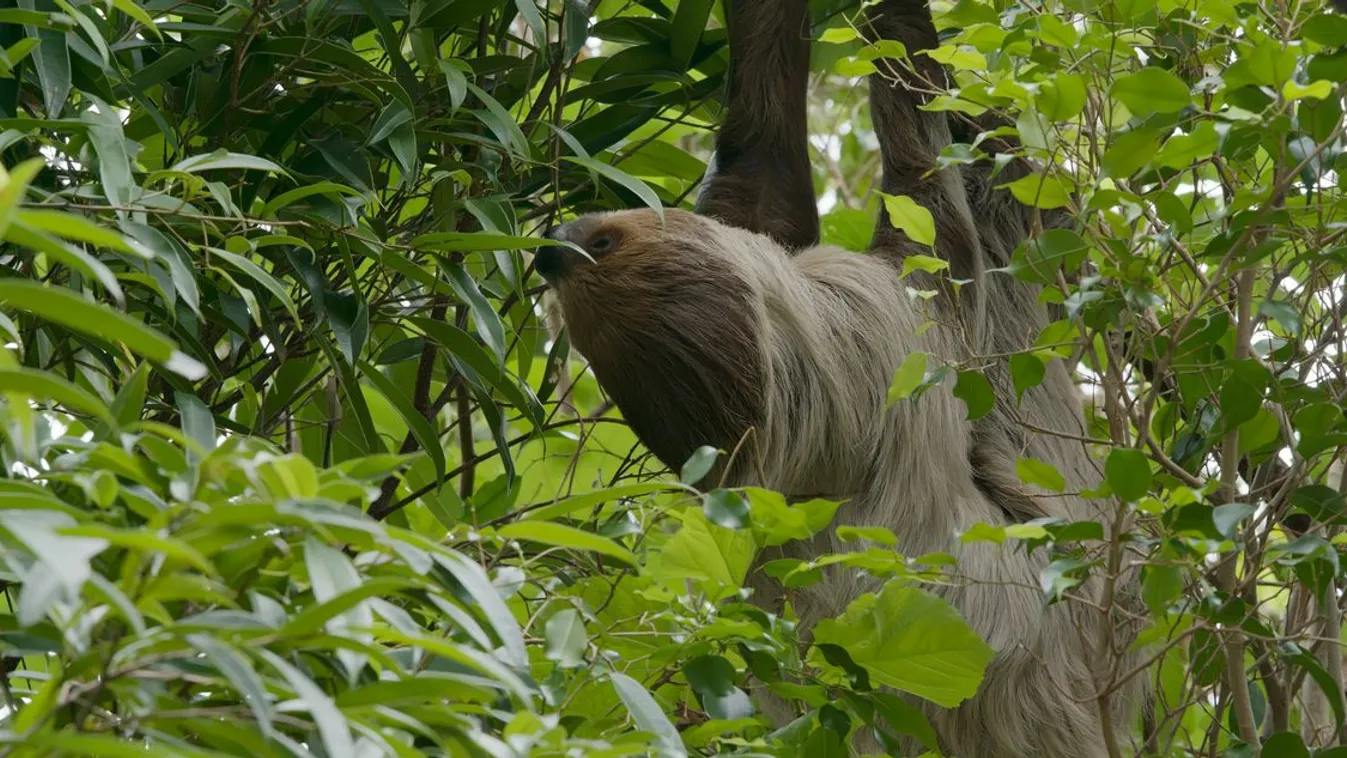 Új veszély terjed: lajhár-vírust észleltek
