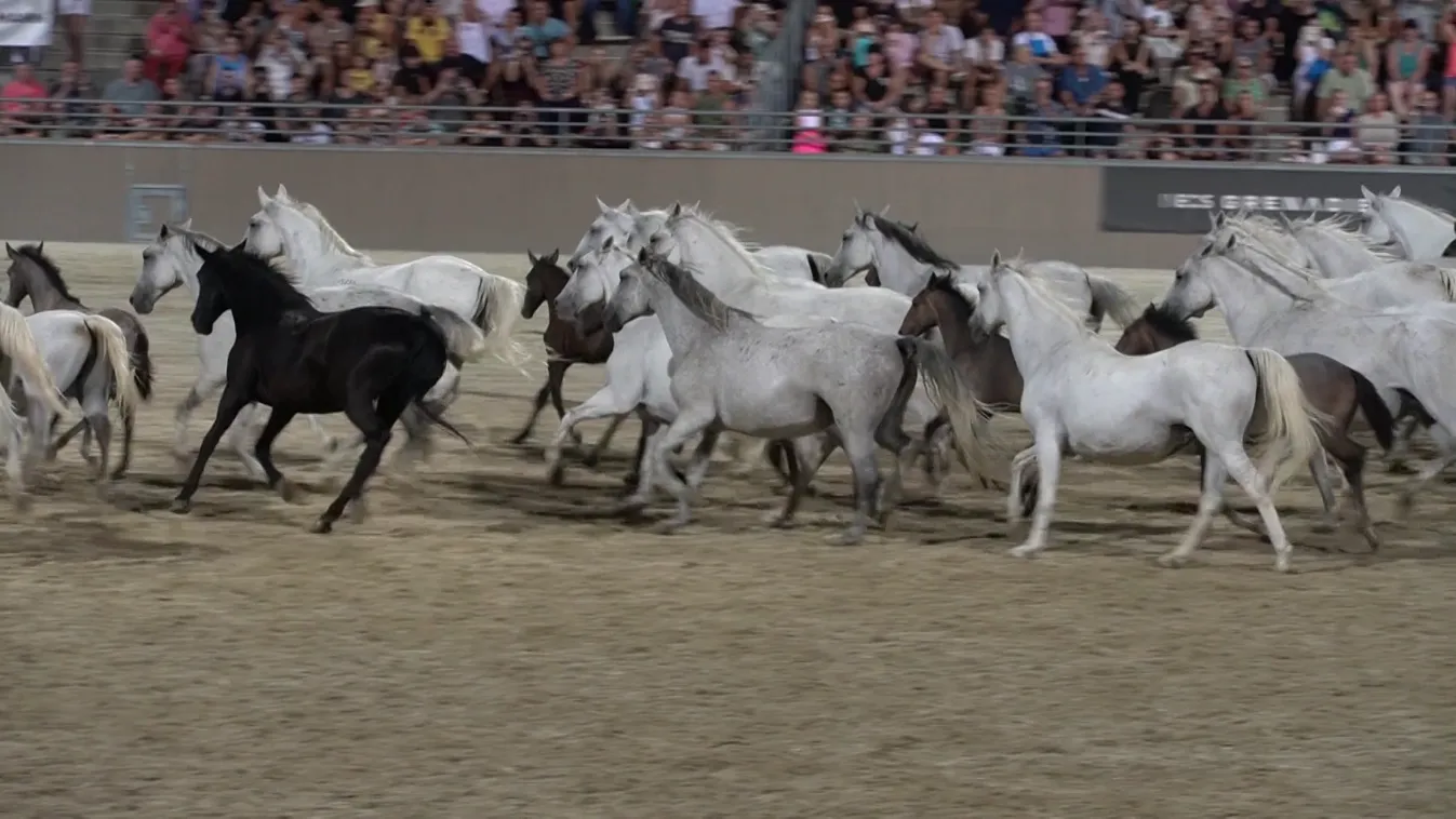 Szilvásváradon szervezték meg a Lipicai Nemzetközi Lovasgálát + videó