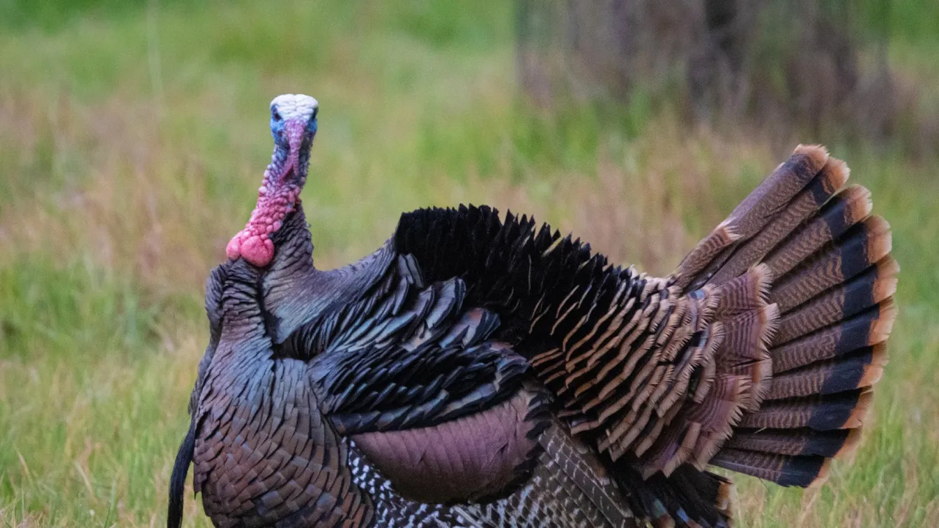 Donald Trump elnöki kegyelmet adott két pulykának