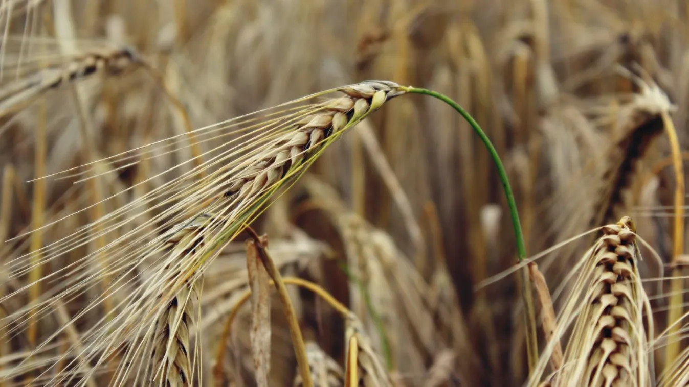 A jövőben tovább nőhet a búza vetésterülete