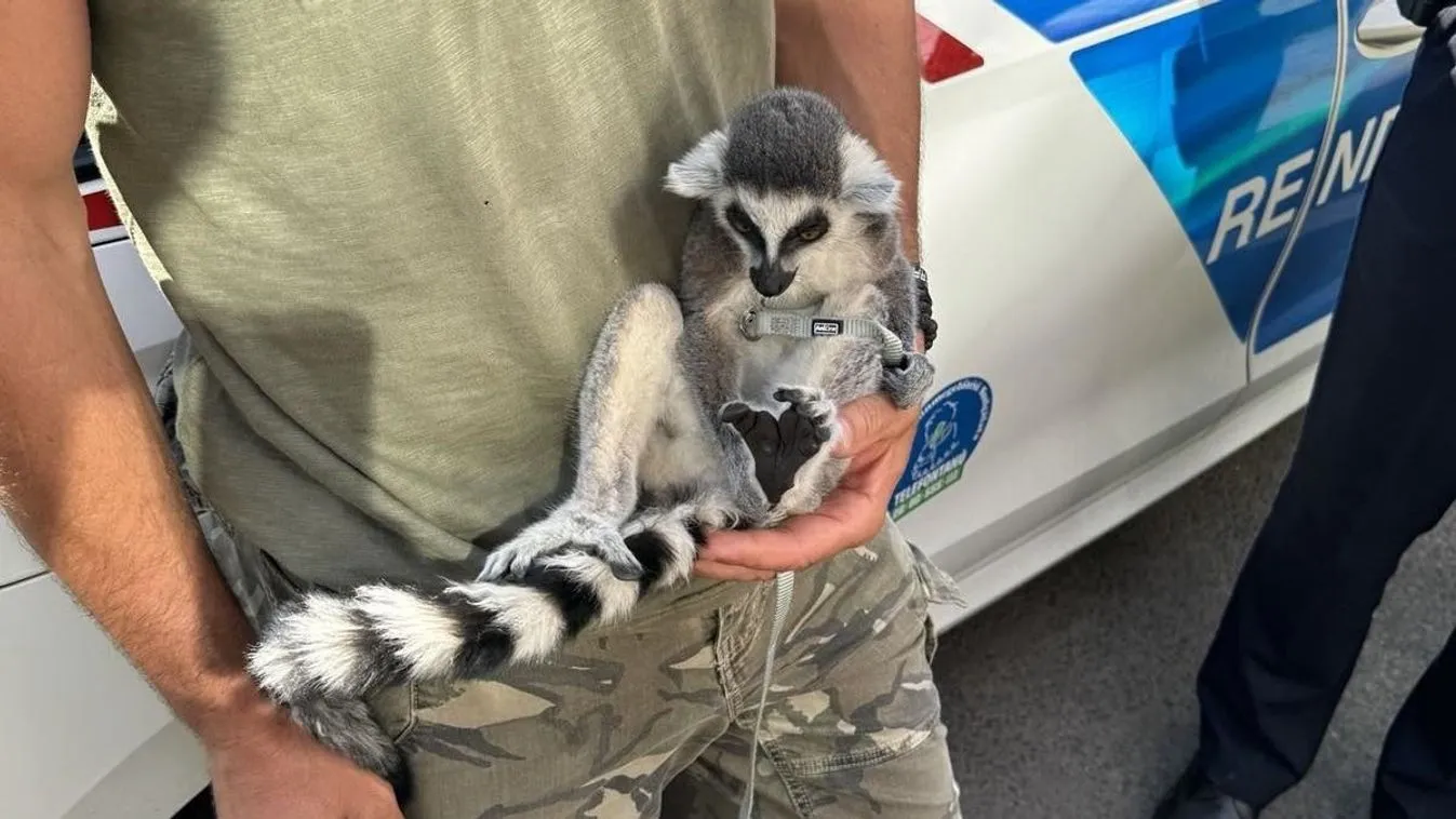 Döbbenet Budapesten: gyűrűsfarkú makit találtak egy autóban