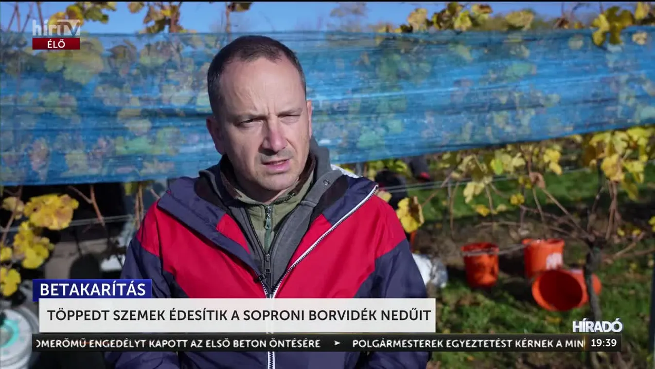 Elkezdődött a késői szüret a soproni borvidéken + videó