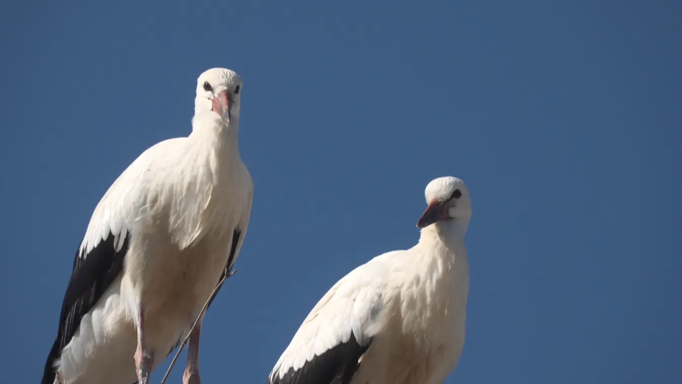 Kirepültek az idei első gólyák a fészkekből a Fertő Parton is + videó