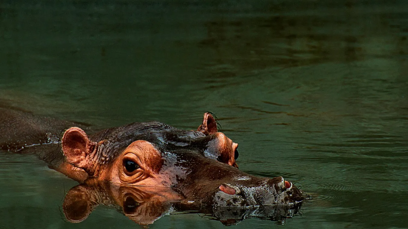 Rettenetes tragédiát okozott egy víziló