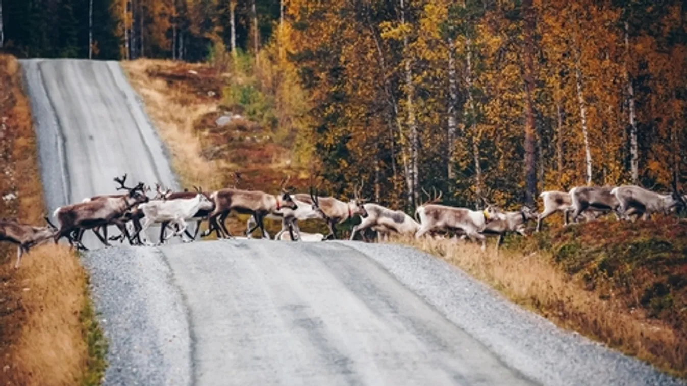 Hőhullámtól szenvednek a rénszarvasok Finnországban