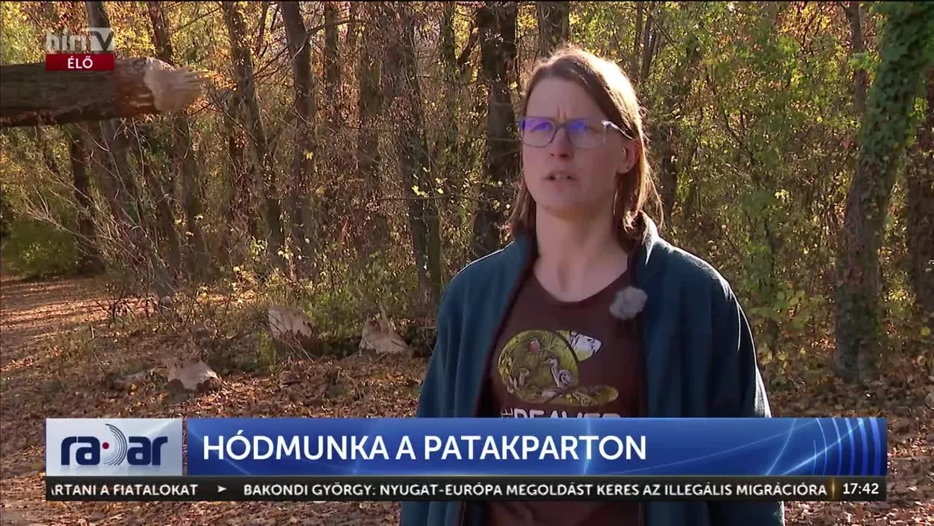 Hódok építkeznek Budapesten – A természet és a józan ész zseniális kompromisszuma + videó