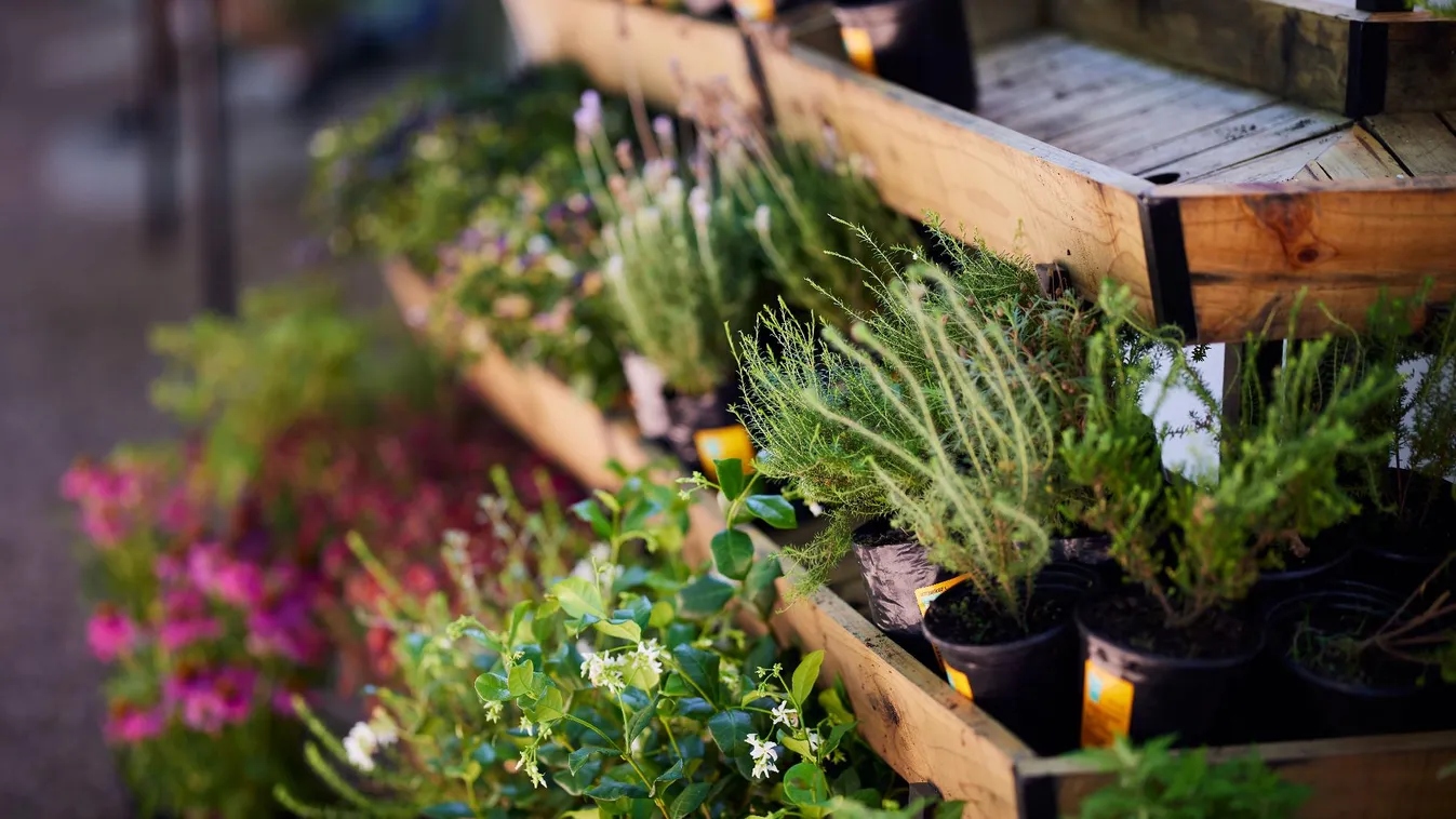 A stressztényezők növények növekedésére és egészségére gyakorolt hatását vizsgálják az SZTE-n