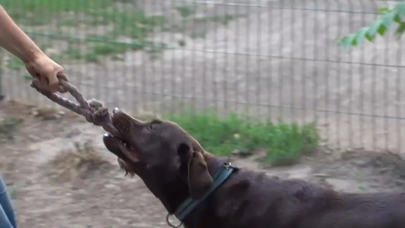 Radar – Katasztrofális toklászhelyzet Zuglóban - veszélyben a kutyák + videó