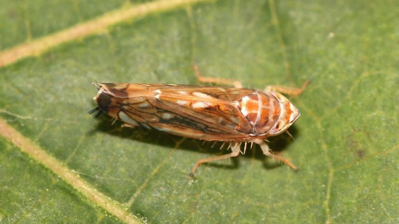 Dráma a szőlőültetvényeken: pusztító kór fenyegeti a magyar borászat jövőjét